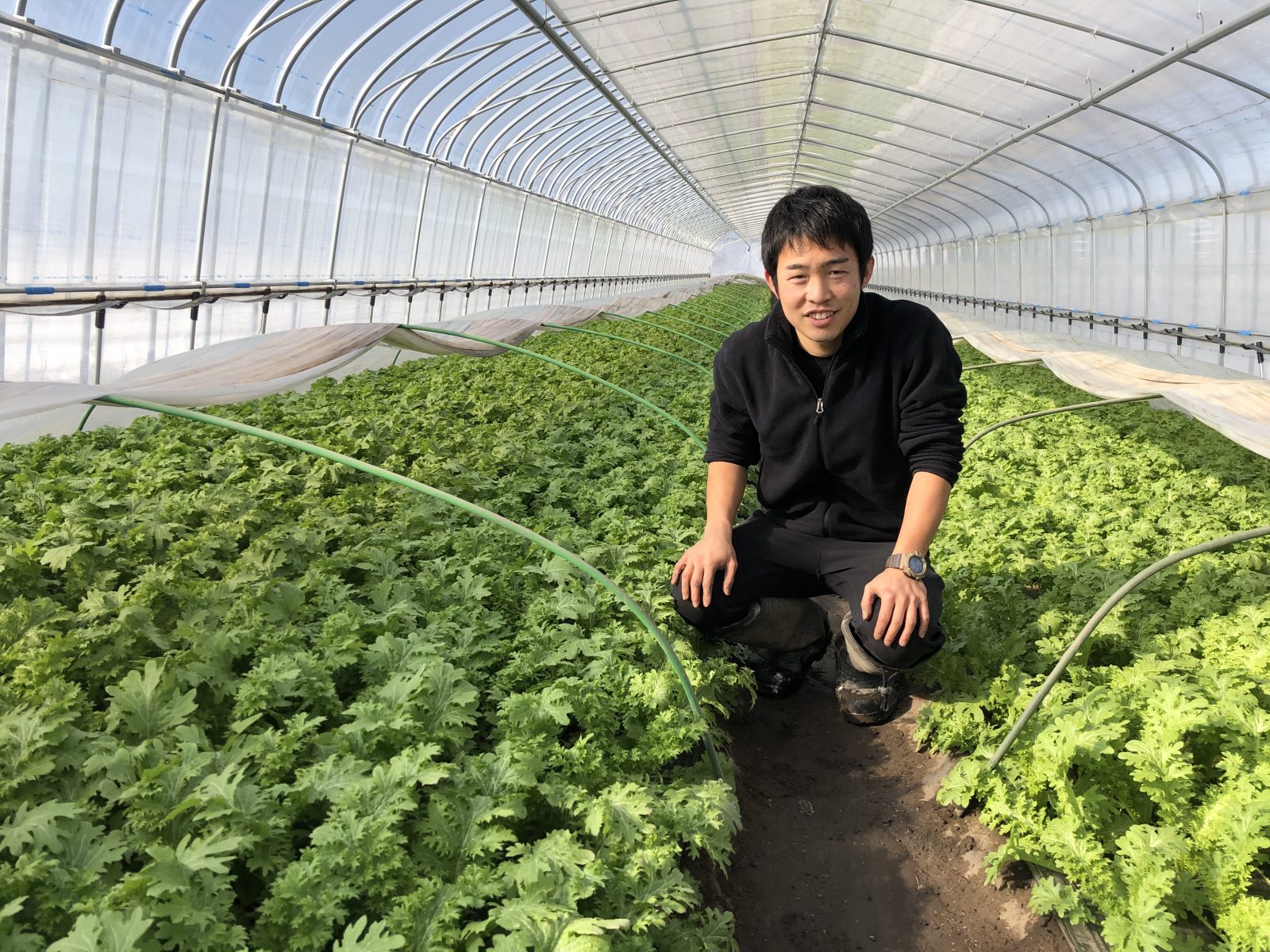 冬の伊達野菜 若松農園のわさび菜 伊達野菜