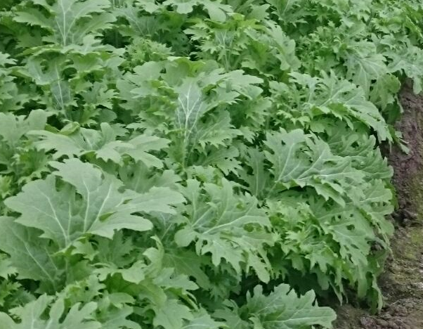 冬の伊達野菜 尾川農園のわさび菜 伊達野菜